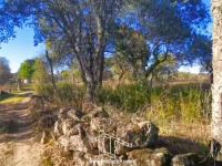 Terrain avec Vignoble et Oliveraie - Escalos Cima - Castelo Branco  - ID: 21-11736